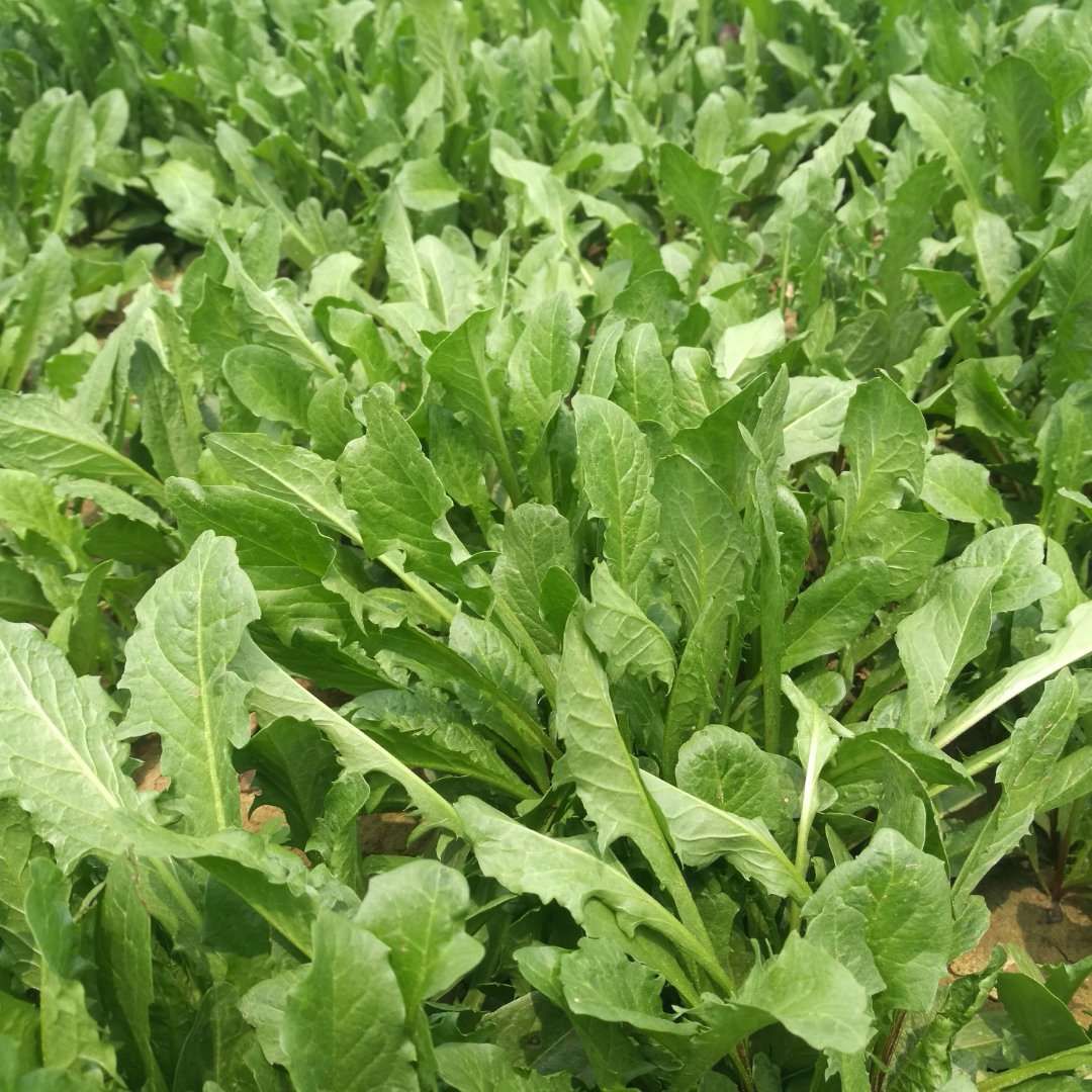 新采蒲公英种子 包发芽率95%以上 提供种植技术 可回收产